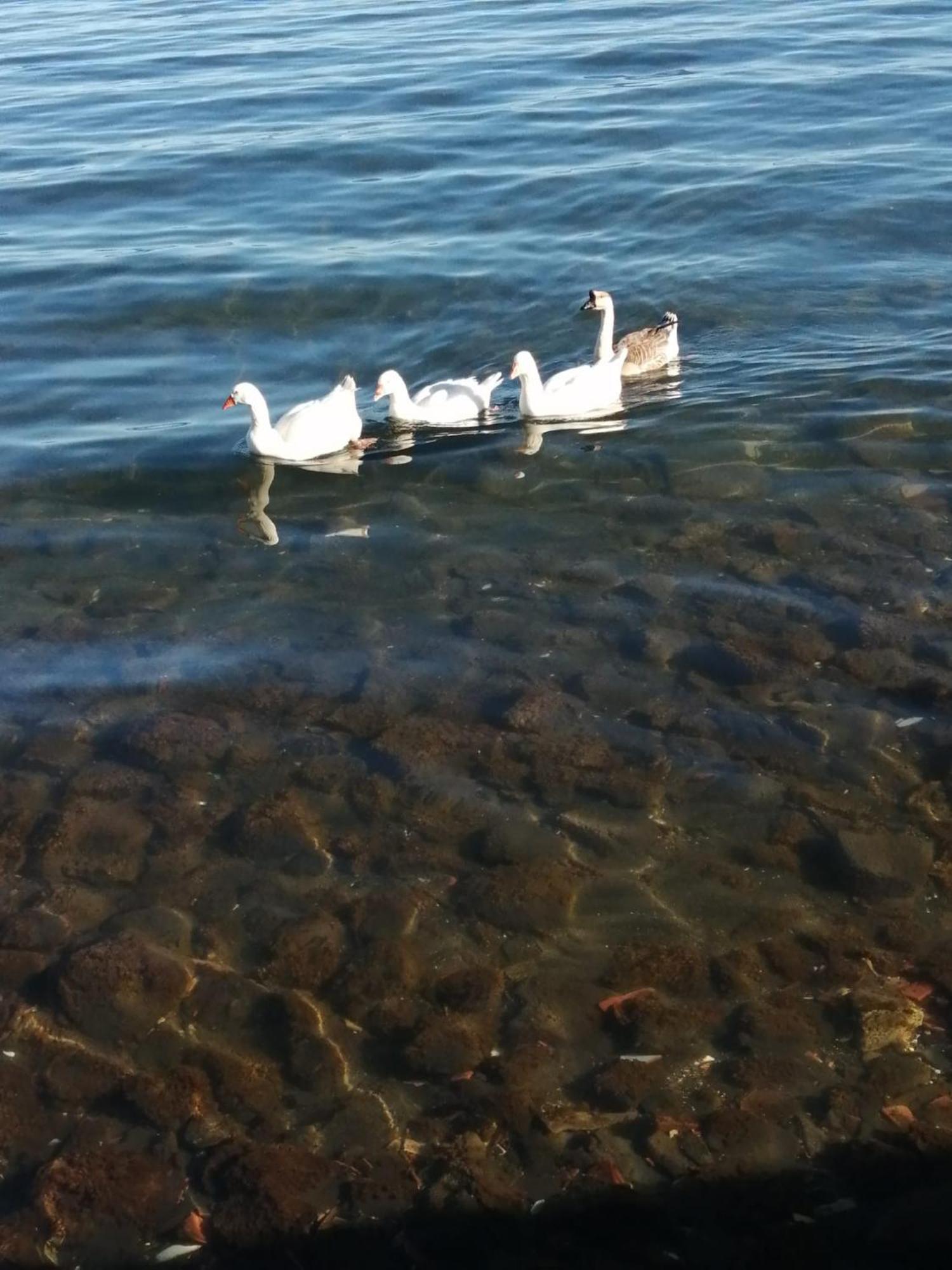 Mansarda Sul Lago A Marta Exteriér fotografie